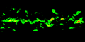 Thumbnail for version as of 12:09, 7 August 2025